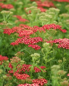 Achillea Paprika